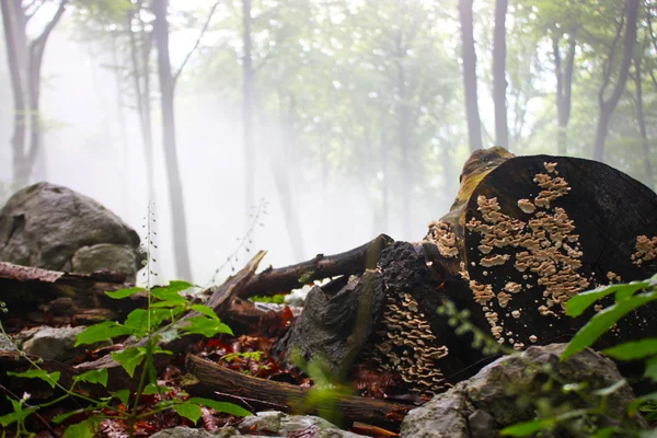 Niebla temprano en la mañana en el bosque —  Fotos de Stock