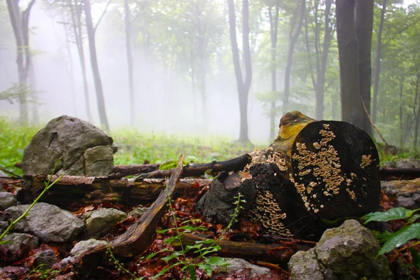 Early morning fog in the forest — Stock Photo, Image