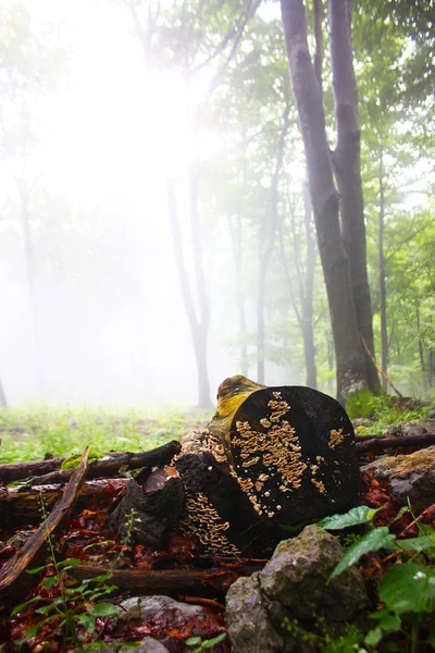 Nevoeiro matutino na floresta — Fotografia de Stock
