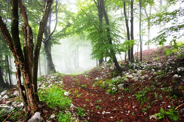 Frühmorgendlicher Nebel im Wald — Stockfoto