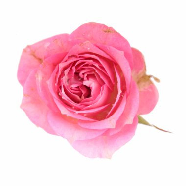 Tek pembe Gül izole