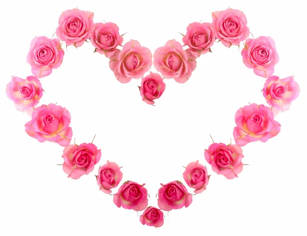 Single pink rose isolated — Stock Photo, Image