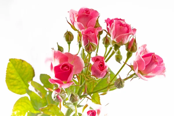 孤立的单个粉红玫瑰 — 图库照片