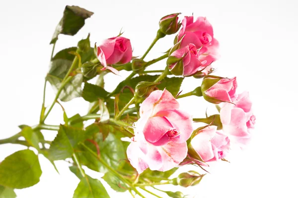 Одноцветная розовая роза — стоковое фото