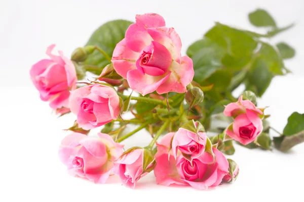 ดอกกุหลาบสีชมพูเดี่ยว — ภาพถ่ายสต็อก