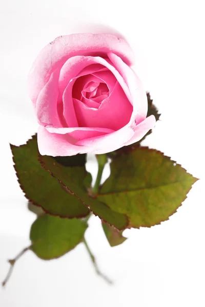 Одиночна рожева троянда ізольована — стокове фото