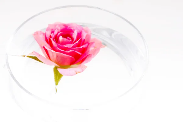 Elszigetelt szál rózsaszín rózsa — Stock Fotó