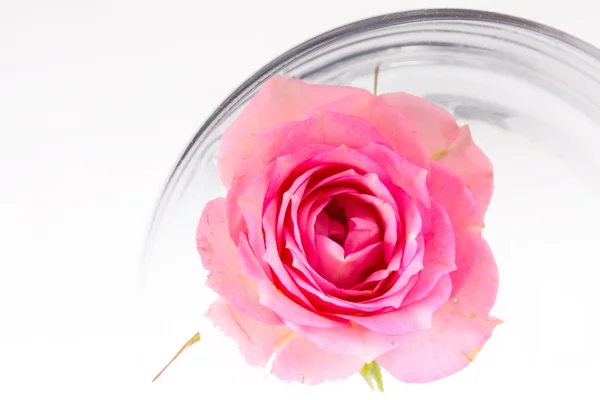 stock image Single pink rose isolated