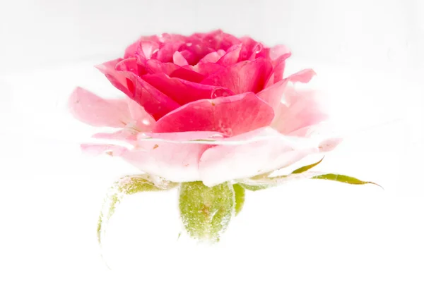 격리 한 핑크 로즈 — 스톡 사진