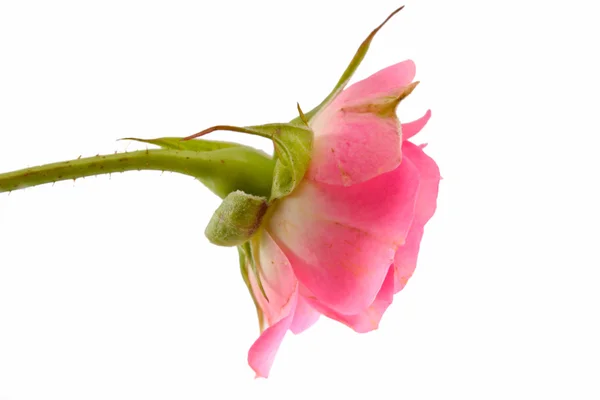 Einzelne rosa Rose isoliert — Stockfoto