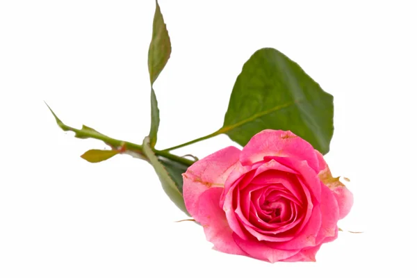 Één roze roos geïsoleerd — Stockfoto