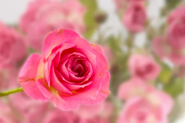 Jediné růžové růže, samostatný — Stock fotografie