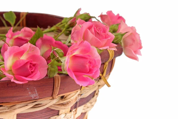 Pink roses in a basket — Stock Photo, Image