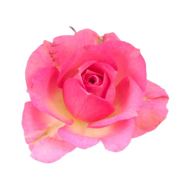 Één roze roos geïsoleerd — Stockfoto