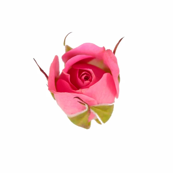 Jedna róża różowy na białym tle — Zdjęcie stockowe