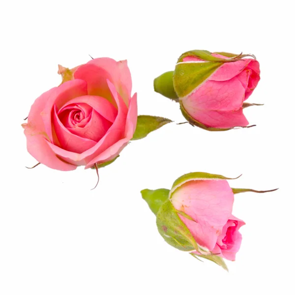 分離された 1 つのピンクのバラ — ストック写真
