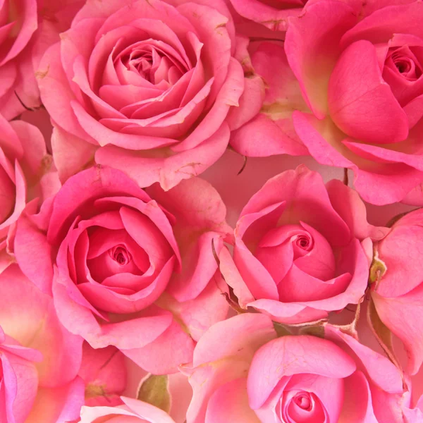 Único rosa rosa isolado — Fotografia de Stock