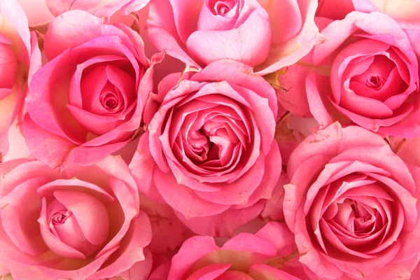 Jedna róża różowy na białym tle — Zdjęcie stockowe