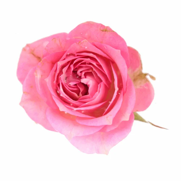 Ενιαία ροζ τριαντάφυλλο απομονωθεί — Φωτογραφία Αρχείου
