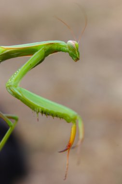 Praying mantis clipart