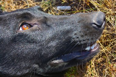 siyah-beyaz bir köpek portresi