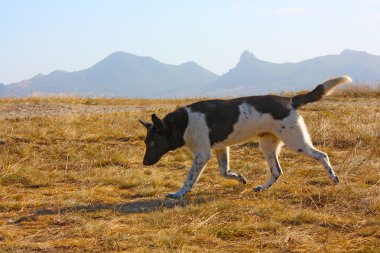 siyah-beyaz bir köpek portresi