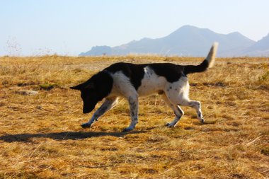 siyah-beyaz bir köpek portresi