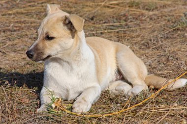 beyaz köpek