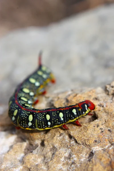 stock image Funny Caterpillar