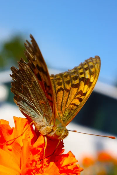 Grote exotische vlinder — Stockfoto