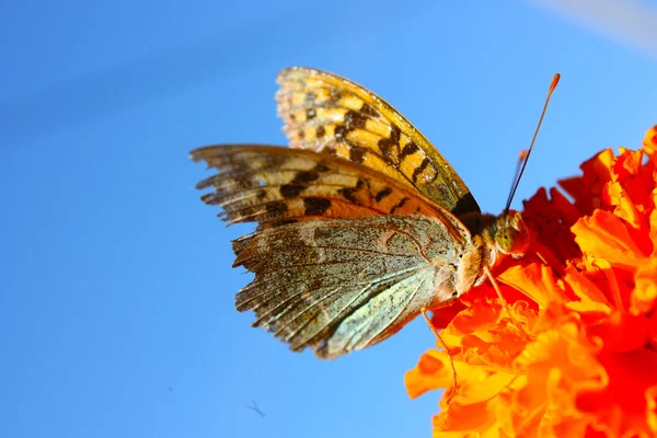 Grand papillon exotique — Photo