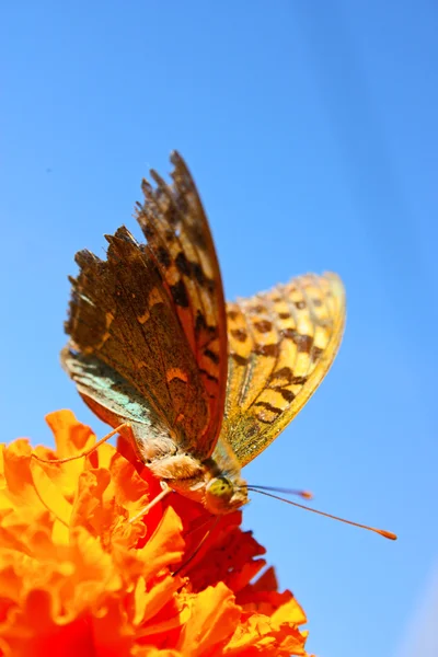 Velké exotických motýlů — Stock fotografie