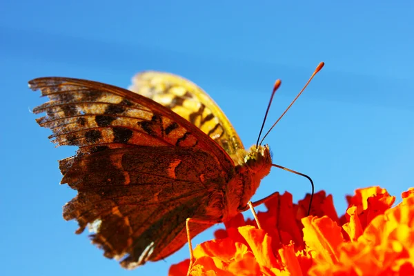 Большая экзотическая бабочка — стоковое фото