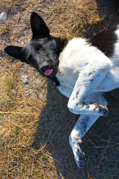 Porträt eines schwarz-weißen Hundes — Stockfoto