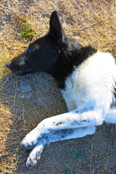 Ett porträtt av en svart och vit hund — Stockfoto