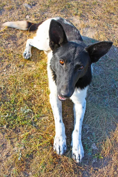 Ett porträtt av en svart och vit hund — Stockfoto