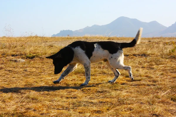 Un retrato de un perro blanco y negro — Foto de Stock