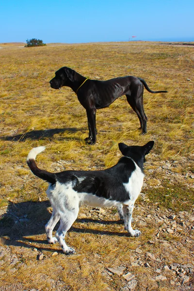 Ritratto di un cane bianco e nero — Foto Stock