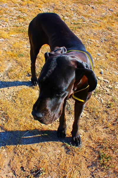 Vacker stor svart hund — Stockfoto