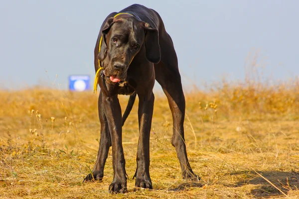 Schöner großer schwarzer Hund — Stockfoto