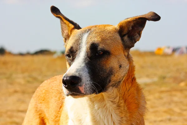 Забавная красивая собака, взятая в Крыму — стоковое фото