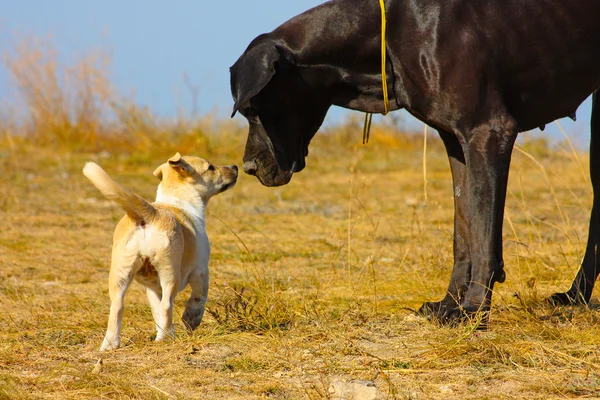 Szép nagy fekete kutya — Stock Fotó