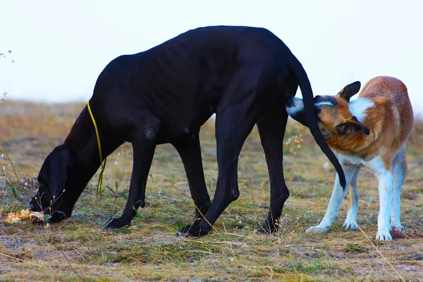 Vacker stor svart hund — Stockfoto
