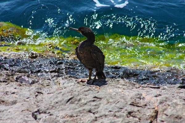 Cormorano su roccia — Foto Stock