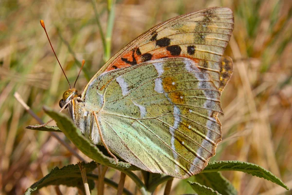Duży egzotyczny motyl — Zdjęcie stockowe