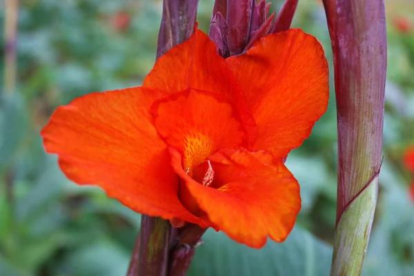 Beautiful red hibiscus — Stock Photo, Image