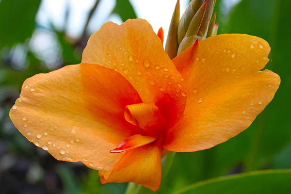 Orange hibiscus — Stock Photo, Image