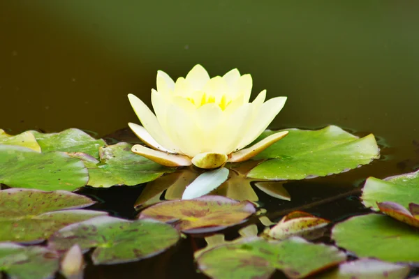 White yellow lotus flower — Stock Photo, Image