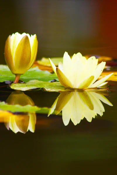 Fiore di loto giallo bianco — Foto Stock