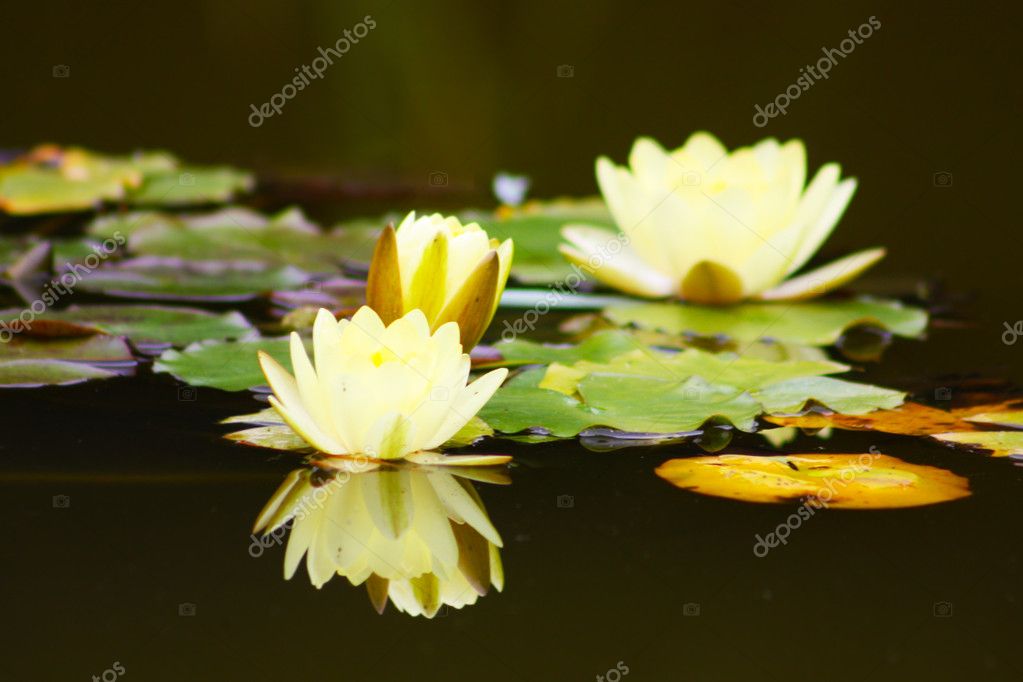 White yellow lotus flower ⬇ Stock Photo, Image by © Alexandra Lande